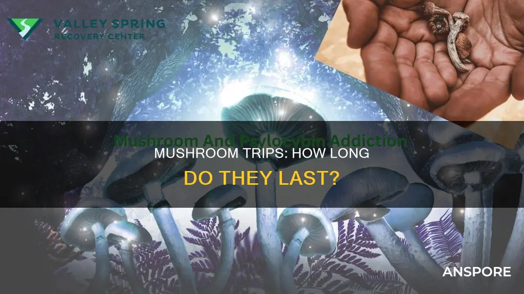 how many hours does a mushroom trip last