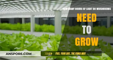 Optimal Light Requirements for Mushroom Growth: Hours and Tips