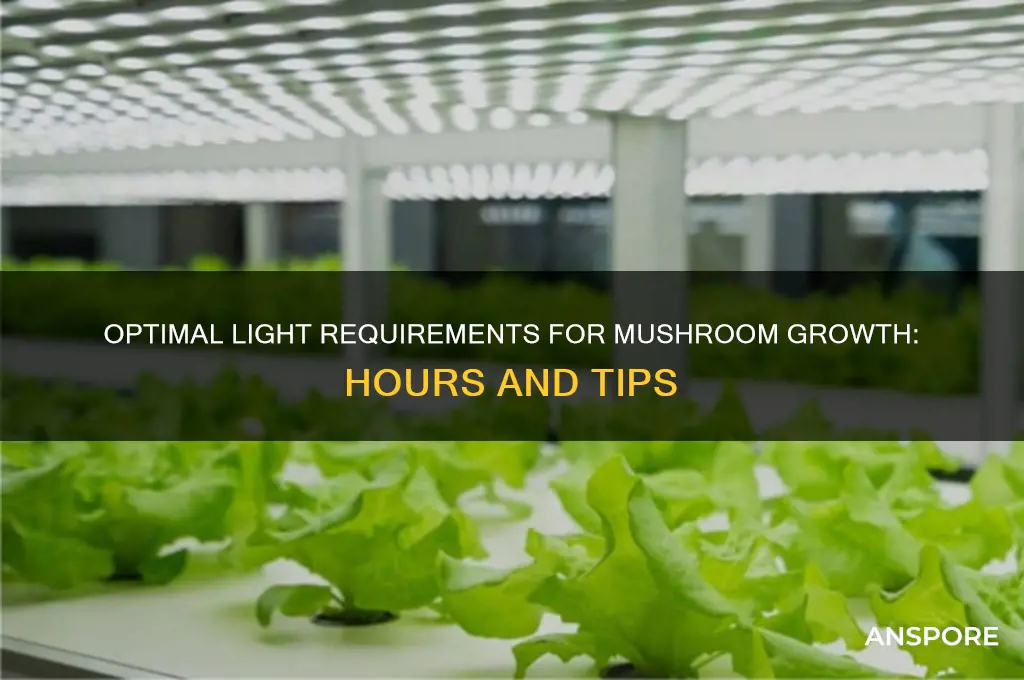 how many hours of light do mushrooms need to grow