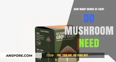 Mushroom Cultivation: Optimal Lighting Hours for Growth