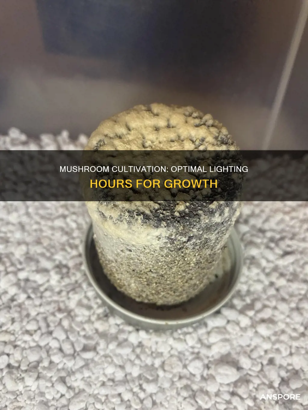 how many hours of light do mushrooms need