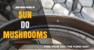 Mushrooms and Sunlight: How Many Hours Do They Need?
