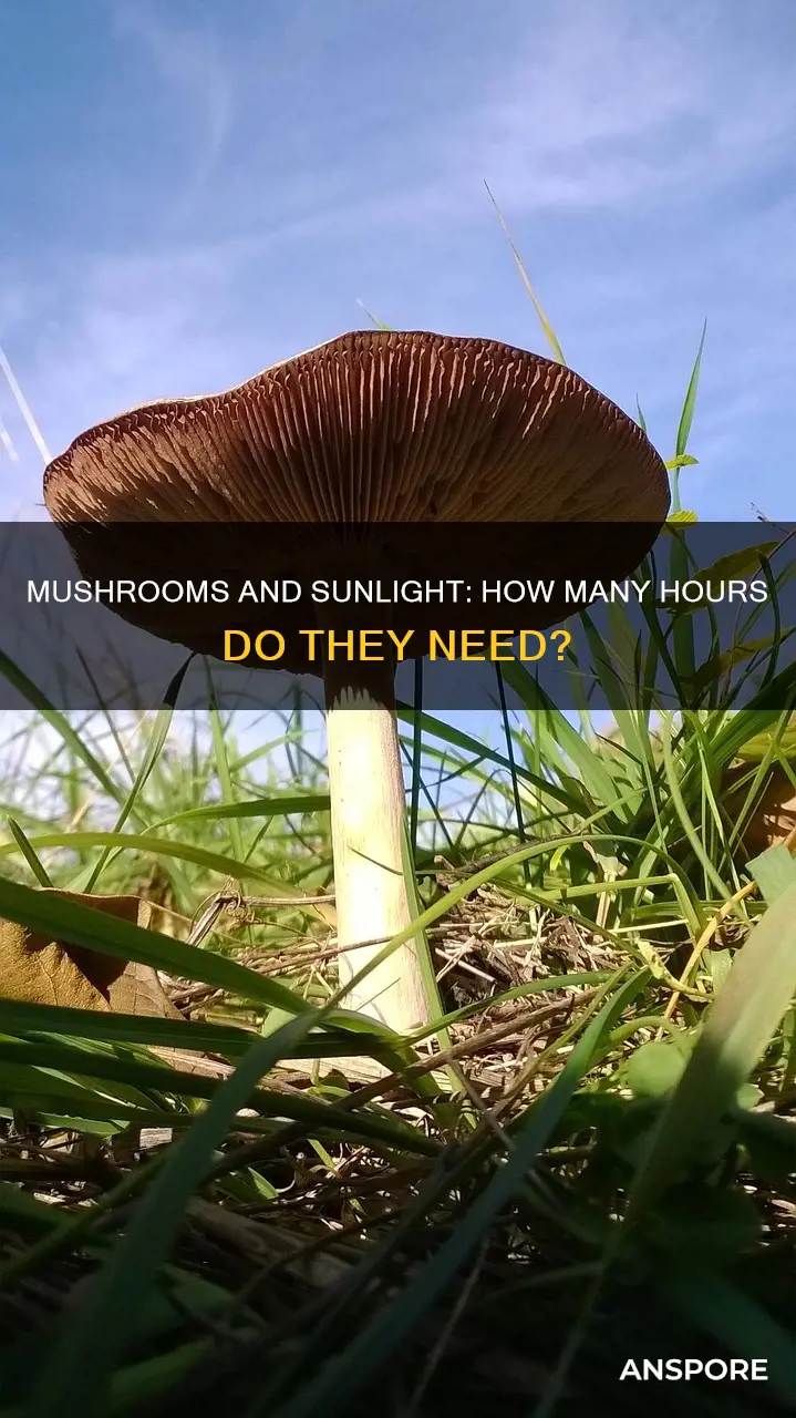 how many hours of sun do mushrooms