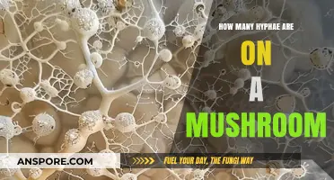 Mushroom Complexity: Exploring the Many Hyphae Networks