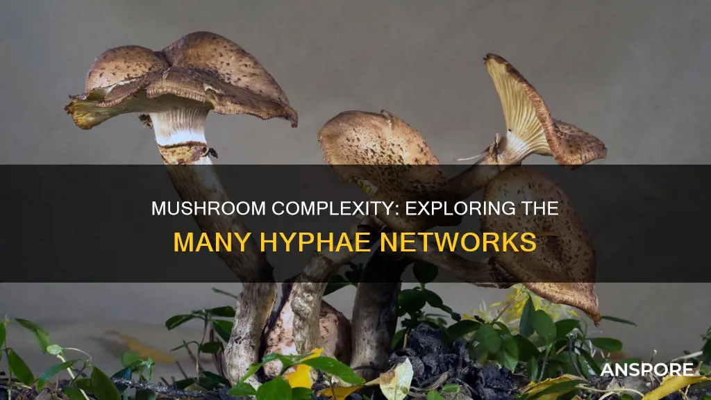 how many hyphae are on a mushroom