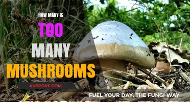 Mushroom Harvesting: When to Stop Picking?