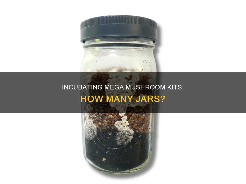 how many jars should i incubate mega mushroom kit