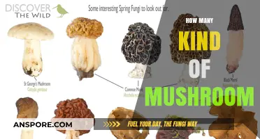 Mushroom Varieties: A Diverse and Delicious World