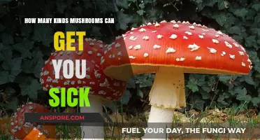 Toxic Fungi: Identifying Mushroom Varieties That Pose Health Risks