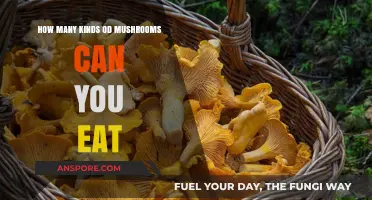 Exploring Edible Mushrooms: A Guide to Safe and Delicious Varieties