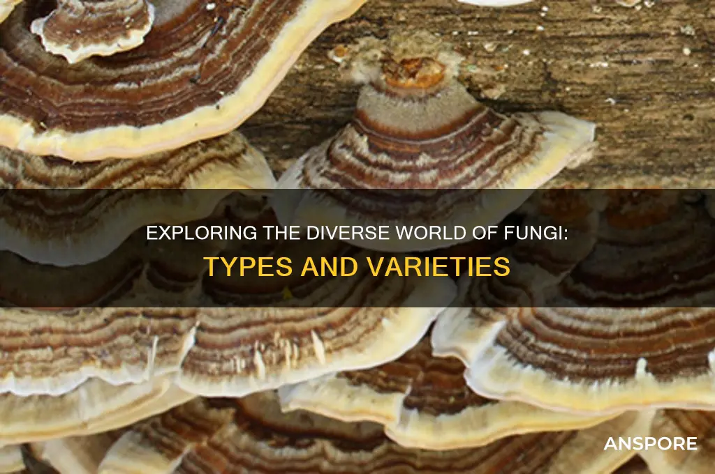 how many kinds of fungi are there