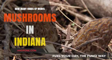 Exploring Indiana's Morel Mushroom Varieties: A Comprehensive Guide
