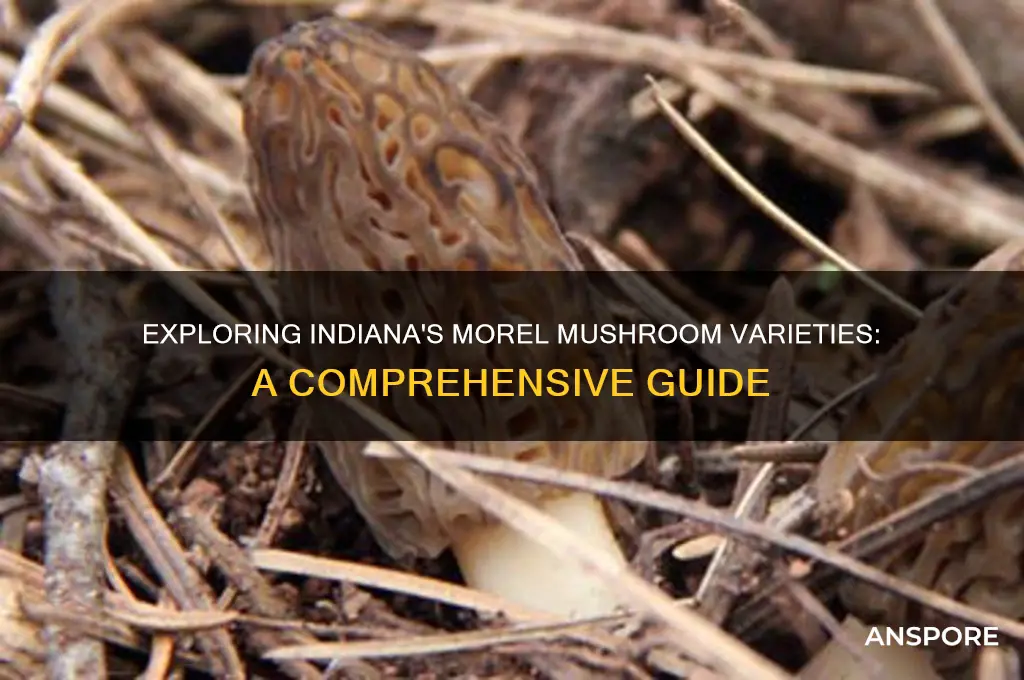 how many kinds of morel mushrooms in indiana