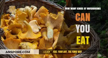 Exploring Edible Mushrooms: A Guide to Safe and Delicious Varieties