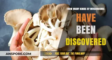 Mushroom Discovery: A Wide Variety of Fungi