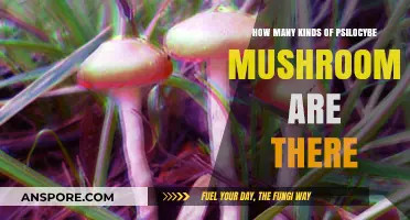 Discovering the Many Varieties of Magic Mushrooms