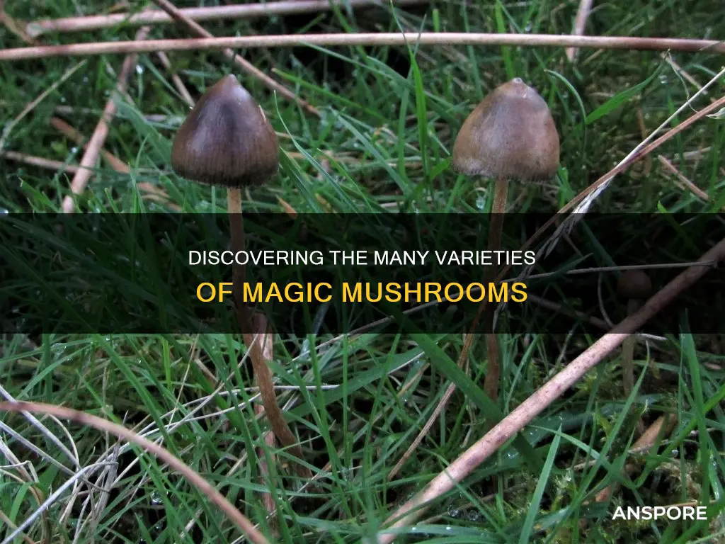 how many kinds of psilocybe mushrooms are there