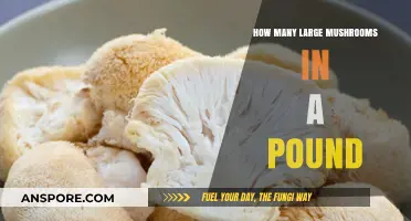 Mushroom Picking: Large Mushroom Weight Guide