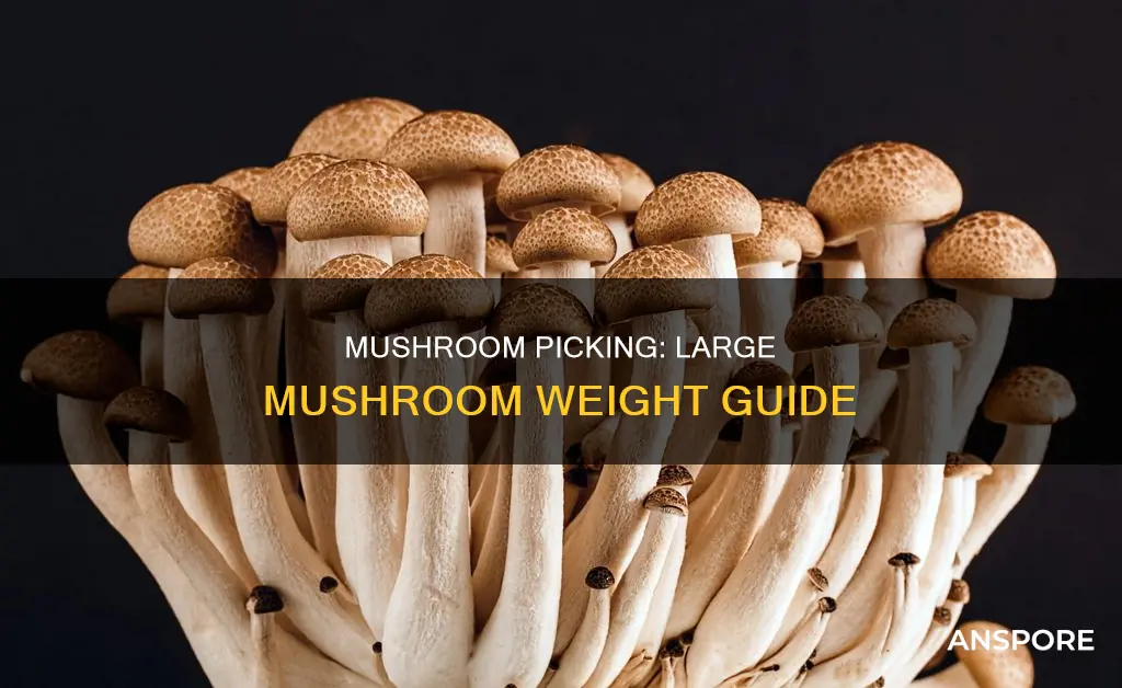 how many large mushrooms in a pound