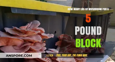 Mushroom Block: Perfect Ratio for 5-Pound Success