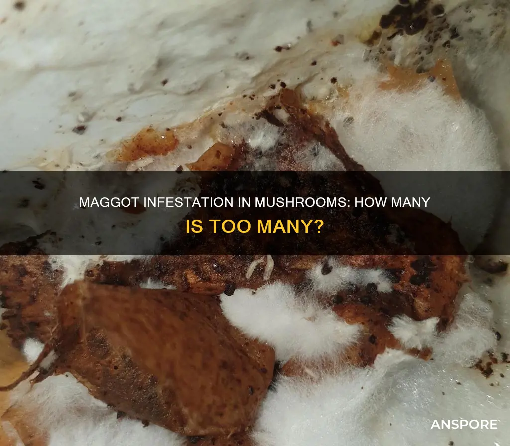 how many maggots in mushrooms