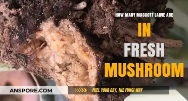 Mushroom Maggots: Larvae Infestation and Control