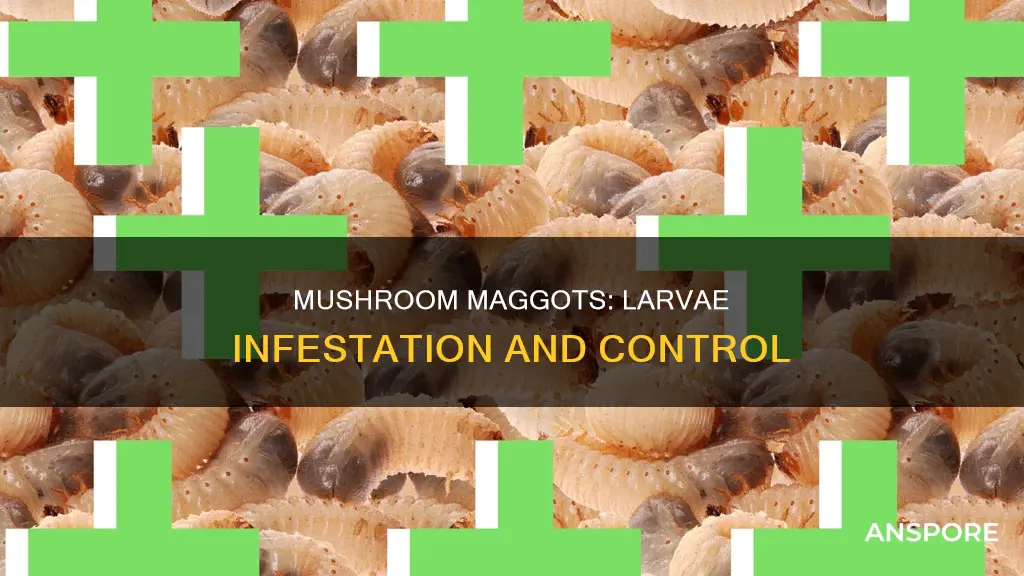 how many maggott larve are in fresh mushrooms