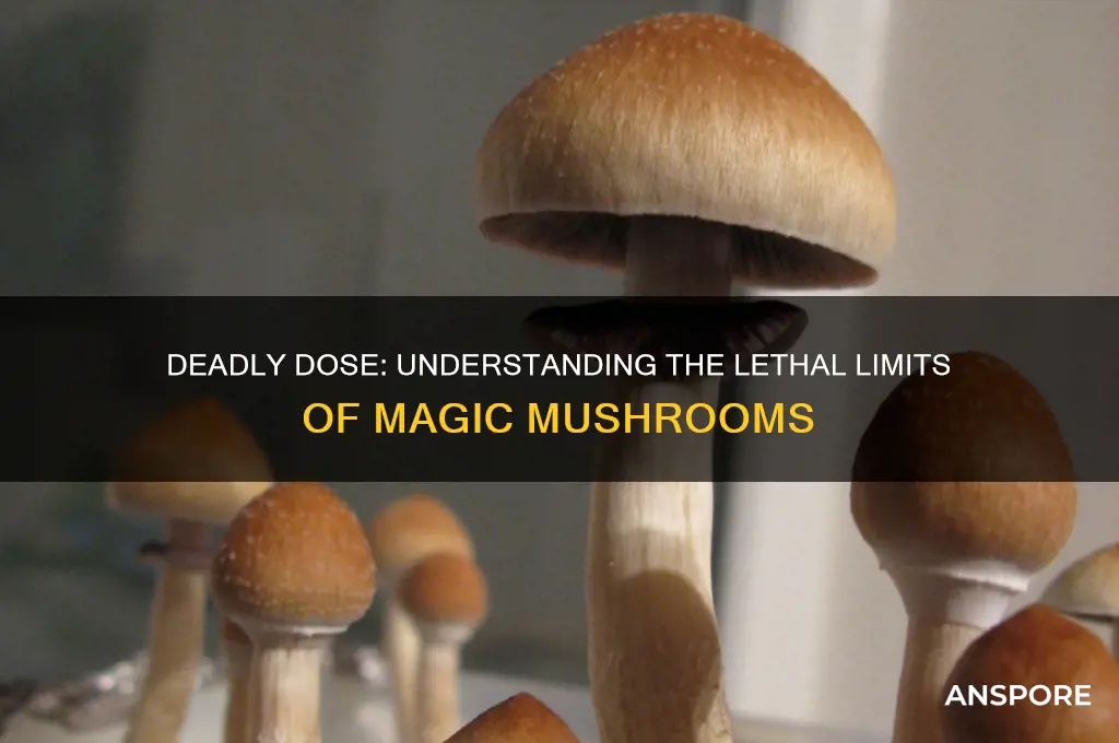 how many magic mushrooms can kill you