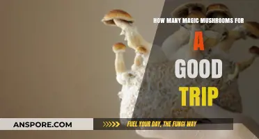 Finding Your Ideal Magic Mushroom Dosage for a Positive Trip Experience