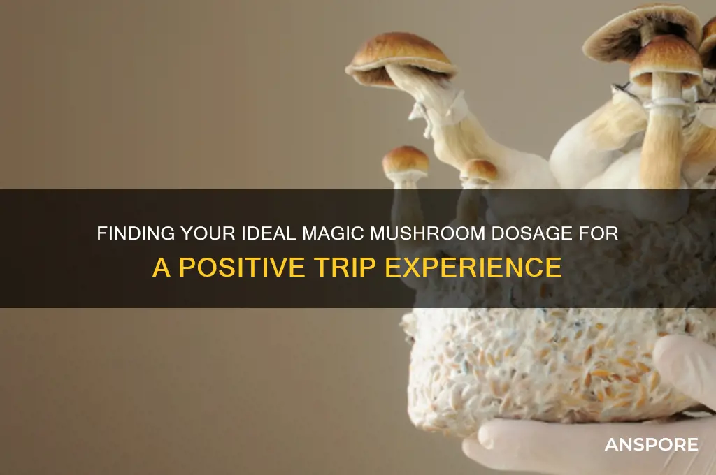 how many magic mushrooms for a good trip