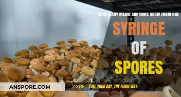 Maximizing Magic Mushroom Yields: One Syringe's Spores Potential