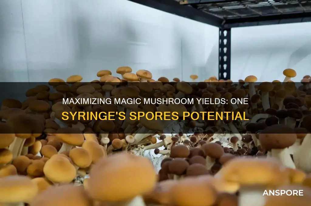 how many magic shrooms grow from one syringe of spores