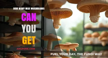 Maximizing Your Mushroom Harvest: How Many Can You Really Get?