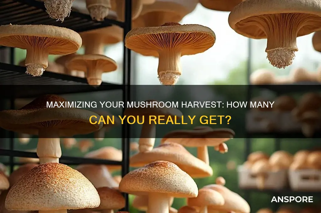 how many max mushrooms can you get