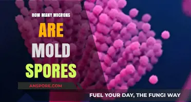 Understanding Mold Spores: Size in Microns and Health Implications