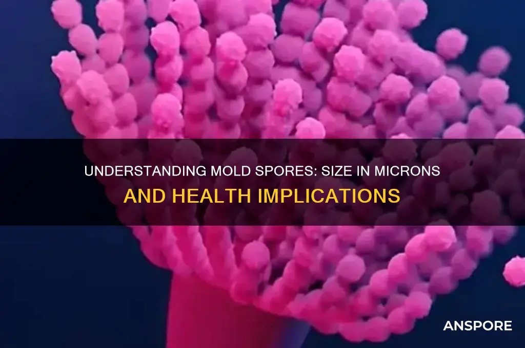 how many microns are mold spores