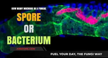 Exploring the Microscopic World: Fungal Spore and Bacterial Micron Sizes