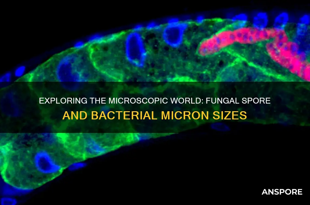 how many microns in a fungal spore or bacterium