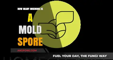 Understanding Mold Spore Size: How Many Microns Are They?