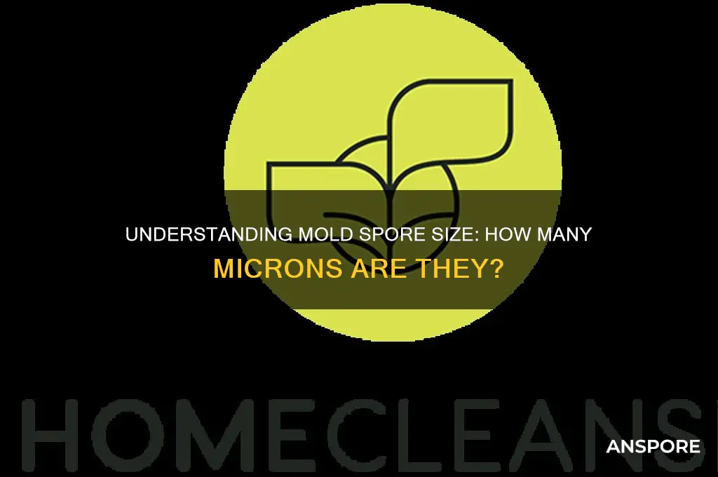 how many microns is a mold spore