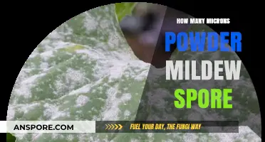 Understanding Micron Sizes of Powder Mildew Spores: A Comprehensive Guide