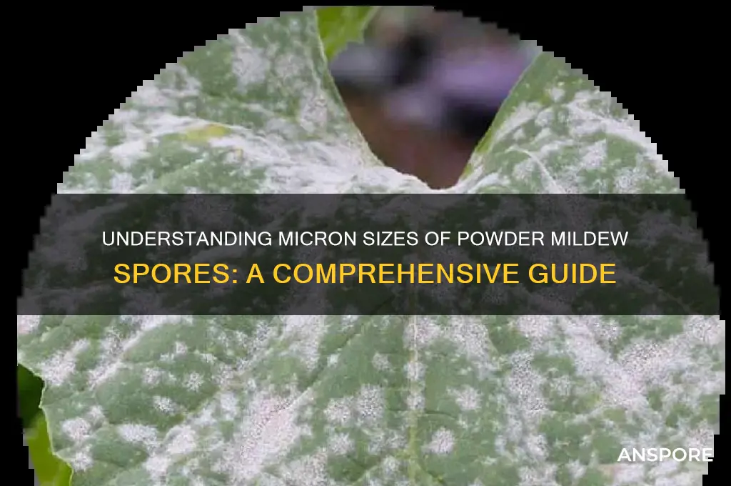 how many microns powder mildew spore