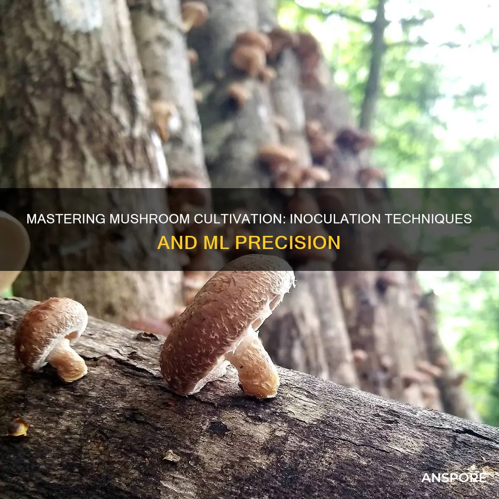 how many ml to innoculate mushrooms