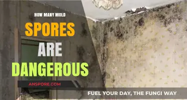 Understanding Mold Spore Levels: When Does Exposure Become Harmful?