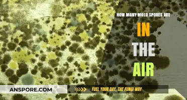 Understanding Airborne Mold Spores: How Many Are Floating Around You?