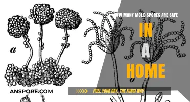 Safe Mold Spore Levels in Homes: What You Need to Know