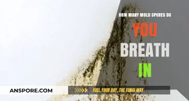 Breathing Mold: Understanding the Daily Inhalation of Airborne Spores