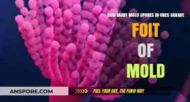 Unveiling the Shocking Truth About Mold Spores in One Square Foot