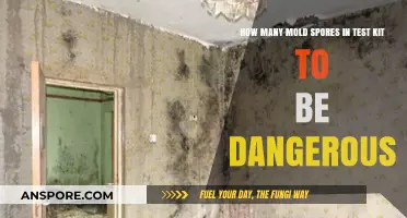 Understanding Mold Spore Levels: When Test Kit Results Signal Danger