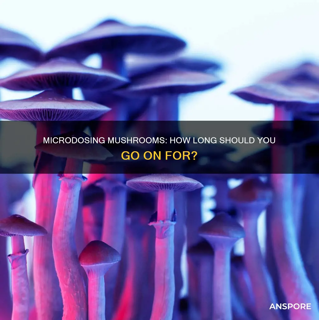 how many months should you microdose on mushrooms